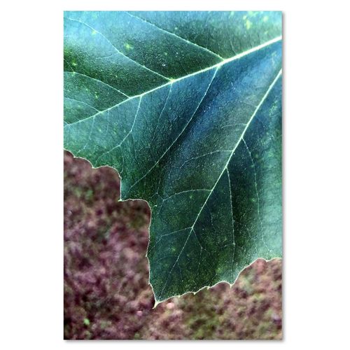 Deco Panel, Liść klonu 40x60 na Arena.pl