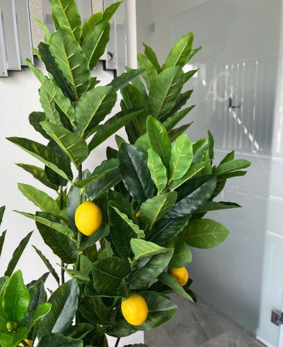 Sztuczna cytryna 120 Premium na Arena.pl