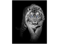 40X50CM OBRAZ DRUK TIGER IN THE DARK OBRAZ DRUK