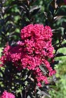 LAGERSTROEMIA RÓŻOWA CZERWONY LIŚĆ 50 / 70 CM