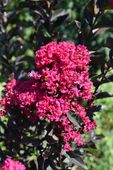 LAGERSTROEMIA RÓŻOWA CZERWONY LIŚĆ 50 / 70 CM