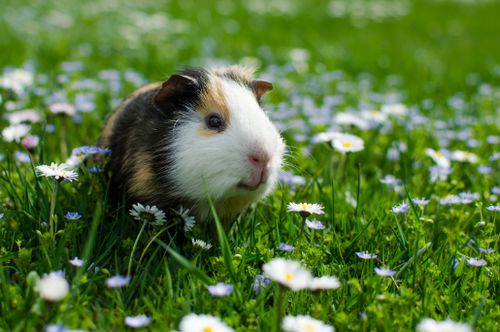 PELLET Żwirek dla kota królika świnki 15kg JASNY na Arena.pl