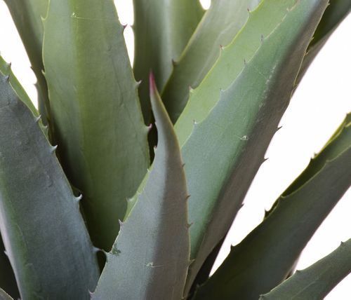 Agawa drzewko na Arena.pl