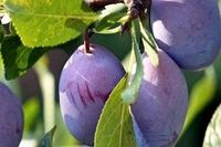 ŚLIWA EMPRESS duża węgierka - sadzonki 90 / 140 cm