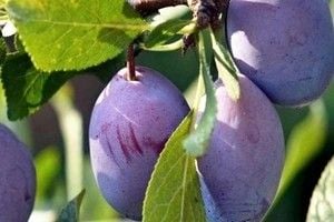 ŚLIWA EMPRESS duża węgierka - sadzonki 90 / 140 cm na Arena.pl