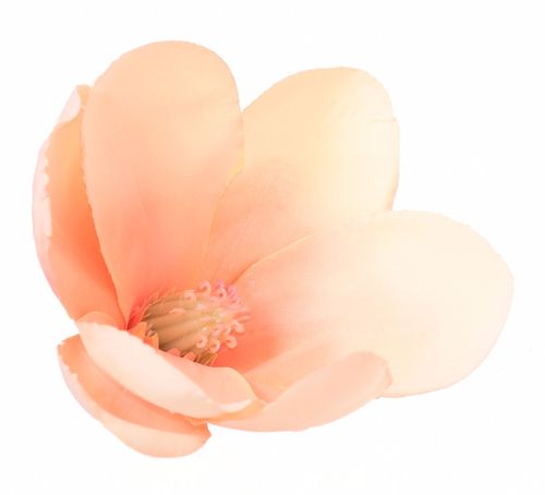 Magnolia główka krem brzoskwinia na Arena.pl
