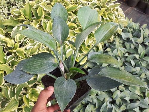 Funkia HALCYON Hosta Niebieska Sadzonki P11 na Arena.pl