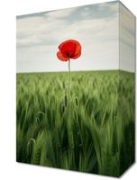 Obraz 20x30cm Samotny Mak na Polu