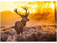 50X70CM JELEŃ OBRAZ POKOJU DREWNINE