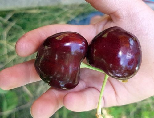 JABŁOŃ GRUSZA CZEREŚNIA WIŚNIA BRZOSKWINIA MORELA KOLUMNOWE PAKIET 6 na Arena.pl