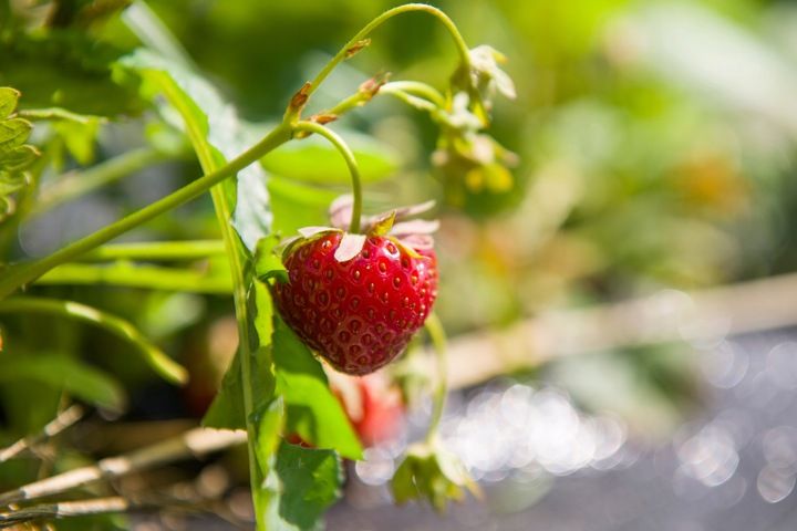 Truskawka liofilizowana plastry 100g Owoce Jakość zdjęcie 6