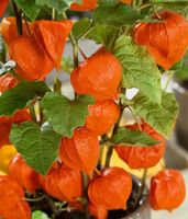 NASIONA Kwiatów Miechunka Rozdęta POMARAŃCZOWA 0,5g Kwiaty 422162