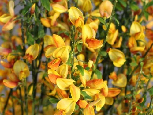 Żarnowiec Apricot Gem P9 na Arena.pl