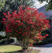 LAGERSTROEMIA MAGNIFICA RUBRA - sadzonki w doniczkach