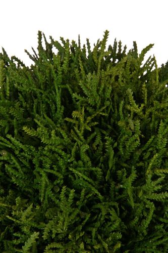 Kula w doniczce 28 cm # na Arena.pl