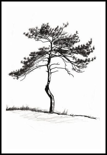 Plakat 61x91,5cm Samotna Sosna na Arena.pl