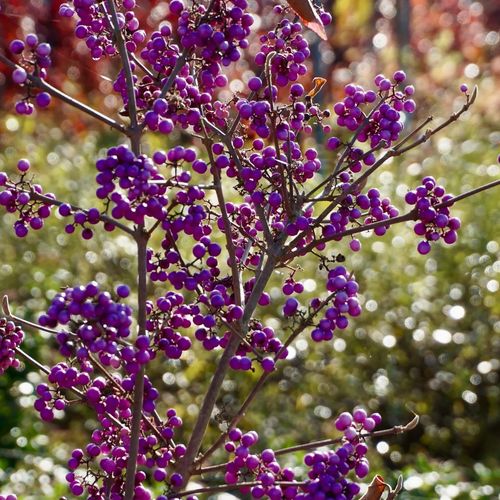 PIĘKNOTKA Bodiniera Profusion - sadzonki 30 / 40 cm na Arena.pl
