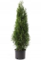 Tuja Szmaragd  Thuja w doniczce P11