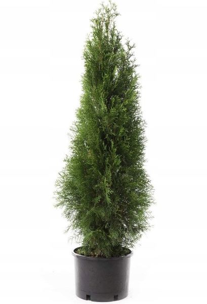 Tuja Szmaragd  Thuja w doniczce P11 zdjęcie 1