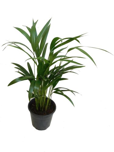 PALMA AREKA (ARECA) na Arena.pl