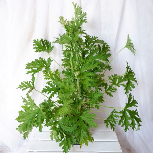 GERANIUM ANGINKA Pelargonium graveolens gęsta XL don.Ø13cm na Arena.pl