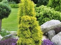 Cis pospolity DAVID Żółta kolumna Na żywopłot