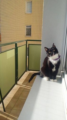 SIATKA NA BALKON GOŁĘBIE PTAKI DLA KOTA PRZECIW PTAKOM OKO 50mm ROZMIAR 6X2 na Arena.pl