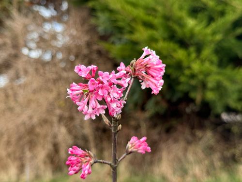 Kalina bodnantska 'Dawn' Różowa 80-110cm (Viburnum bodnantense) Poj. 3.0L na Arena.pl