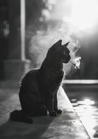 Plakat 59,4x84,1cm Kocia Przerwa