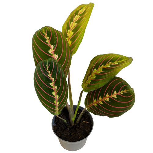 MARANTA FASCINATOR 15 cm na Arena.pl