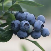 Borówka amerykańska Bonus 2L największe owoce