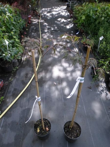 Klon palmowy Crimson Queen PA 70-90cm C2 zdjęcie 7