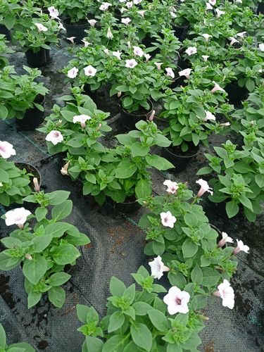 SUPERTUNIA VISTA BUBBLEGUM 6 SZTUK na Arena.pl