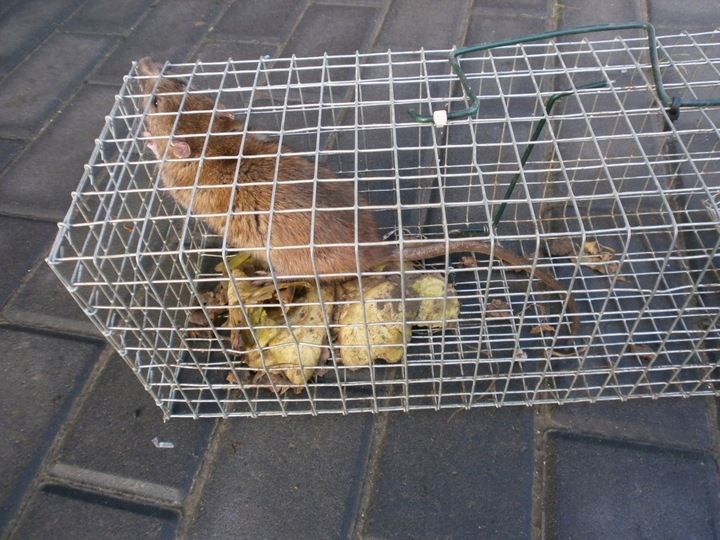 ŻYWOŁAPKA PUŁAPKA NA SZCZURY i inne 50/16/16 cm zdjęcie 2