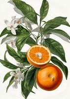 Plakat 67,5x95cm Dojrzałość Pomarańczy