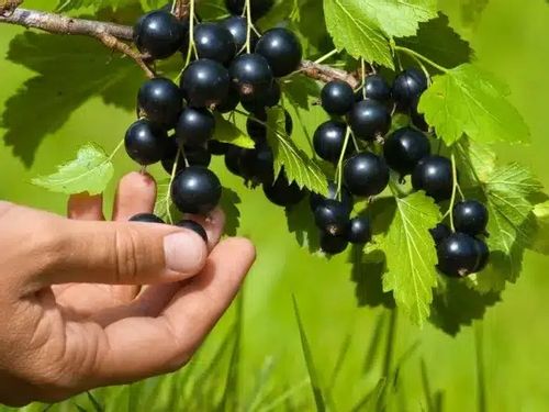 Porzeczka czarna JUBILEJNAJA KOPANIA Słodka odmiana Sadzonki w doniczkach na Arena.pl