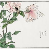 Plakat 100x100cm Pszczoła i Kwiat Morimoto Toko Japoński Vintage do Salonu