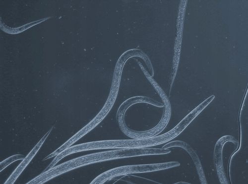 Nemycel 50mln nicienie, zwalcza ziemiórki do 50m2 na Arena.pl