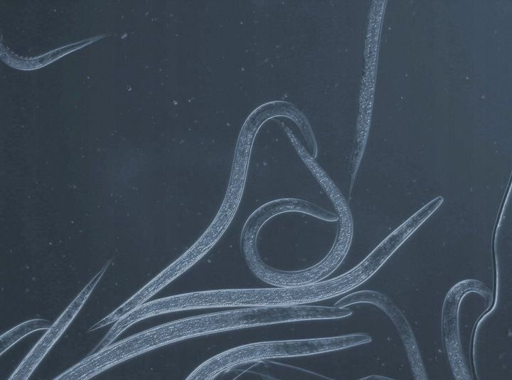 Nemycel 50mln nicienie, zwalcza ziemiórki do 50m2 zdjęcie 3