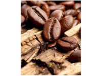 40X50CM OBRAZ ZIARNISTA KAWA BARISTY OBRAZ