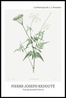 Plakat 61x91,5cm Design Rotted Chervil, Redoute Vintage do Salonu