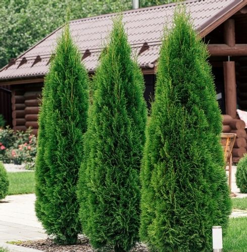 WIOSENNY nawóz do iglaków TUI10 KG SOLIDNY SZTRZAŁ W KOLORZE ZIELONE IGLAKI na Arena.pl