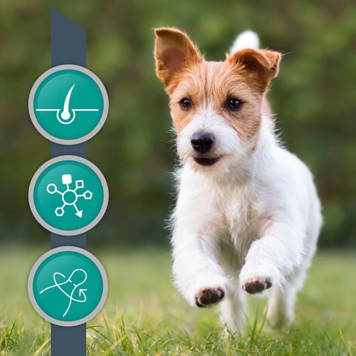 Suplement dla psów małych ras i kotów na sierść VET EXPERT VetoSkin 60 kaps na Arena.pl