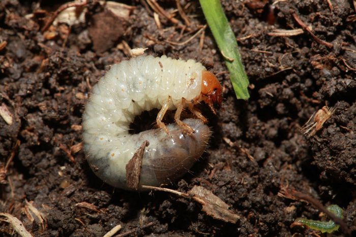 SUM42 NATUR BLOKER 1KG SUMIN zdjęcie 1