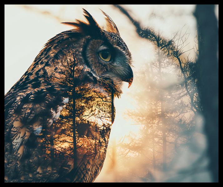 Plakat 60x50cm Sowi Duch zdjęcie 2