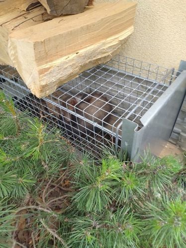 ŻYWOŁAPKA, PUŁAPKA NA KUNY, LISY, KOTY, NORKI, ŁASKI, WYDRY POLSKA na Arena.pl