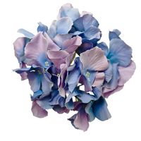 Hortensja wyrobowa glossy grape