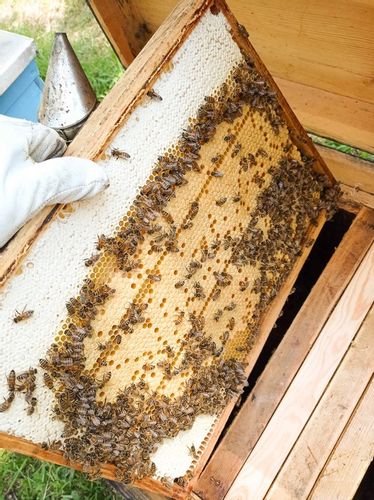 Miód Wielokwiatowy z RODZINNEJ PASIEKI na Arena.pl