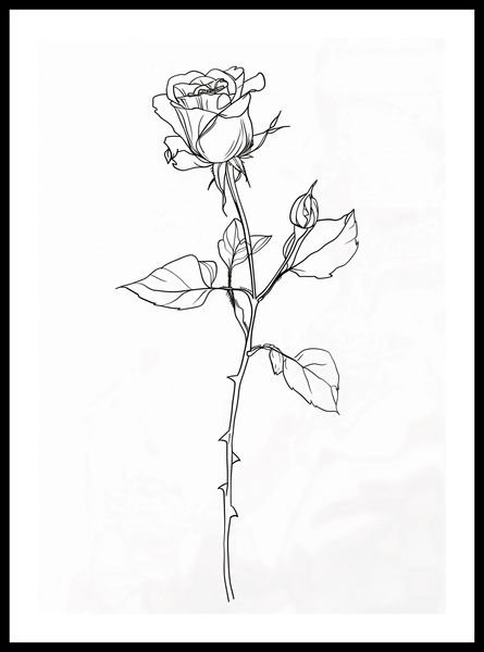 Plakat 42x59,4cm Kontur Róży zdjęcie 3