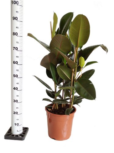 FIKUS ELASTIKA ROBUSTA 90cm na Arena.pl